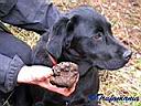 Duna II with the first truffle